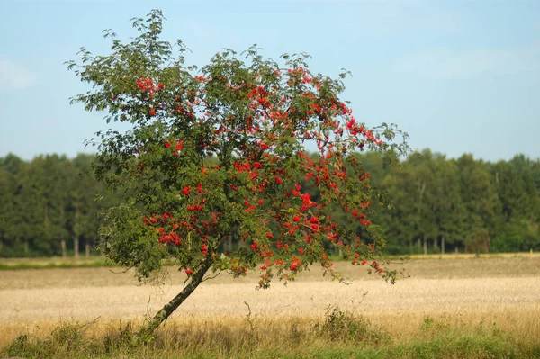 Blick Auf Schöne Vögel Der Natur — Stockfoto