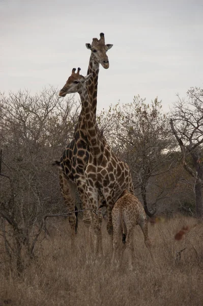 Jirafa Fauna Silvestre Fauna Natural — Foto de Stock