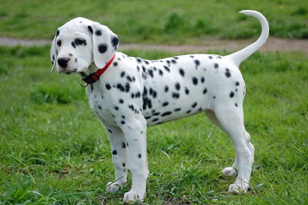 Dalmatiska Hund Svart Och Vitt Husdjur — Stockfoto