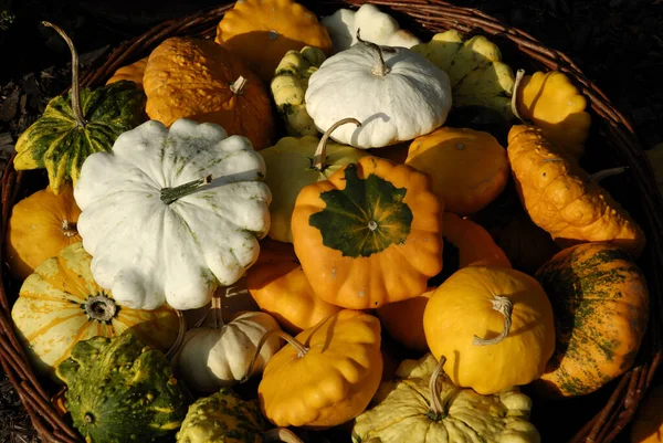 Organic Pumpkins Squash Vegetables Plant Food — Stock Photo, Image