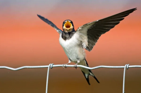Vista Panorámica Hermoso Pájaro Naturaleza —  Fotos de Stock