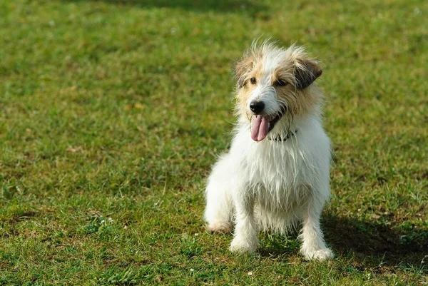 Jack Russell Terriër Hond — Stockfoto