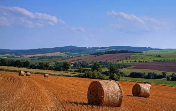 Countryside Field Plants Nature Flora — Stock Photo, Image