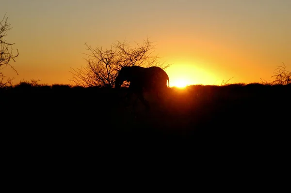 Африканські Слонячі Тварини Природа Фауна — стокове фото