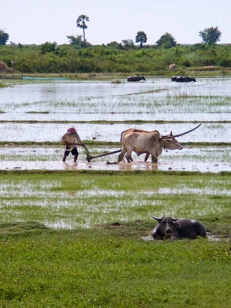 Agricultor Arroz Com Búfalo Água — Fotografia de Stock