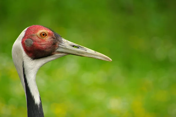 Aussichtsreiche Aussicht Auf Schöne Vögel Der Natur — Stockfoto