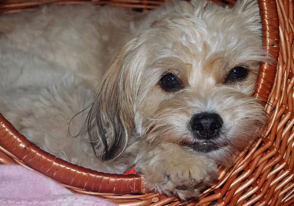 Portrait Cute Dog — Stock Photo, Image