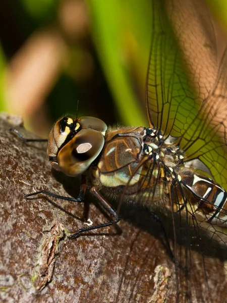 Vážný Hmyz Odonata Fauna — Stock fotografie