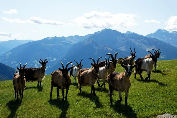 观赏美丽的阿尔卑斯山 — 图库照片