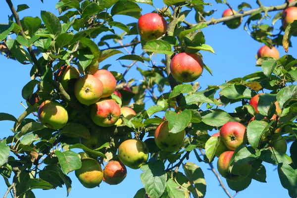 Las Manzanas Están Maduras — Foto de Stock