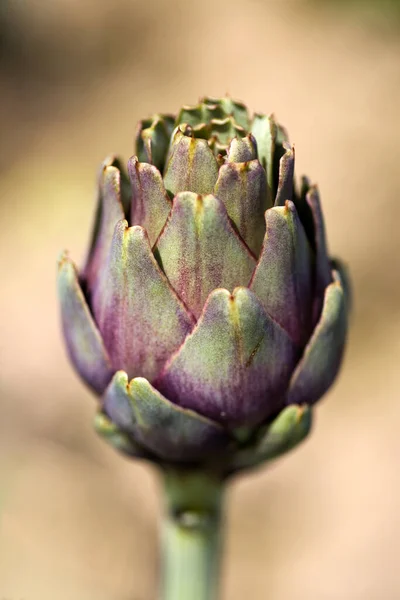 アーティチョーク シナラ カルドゥキュルス 緑の植物 — ストック写真