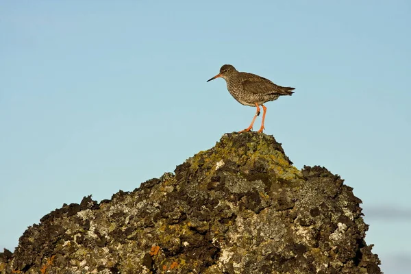 Vista Panorámica Del Hermoso Pájaro Redshank — Foto de Stock