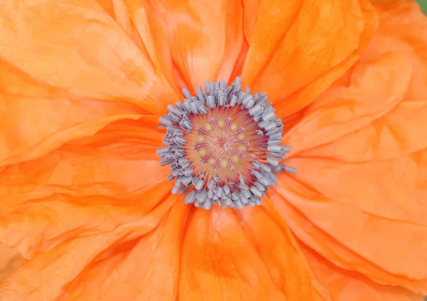 Πορτοκαλί Λουλούδι Λευκό Φόντο — Φωτογραφία Αρχείου
