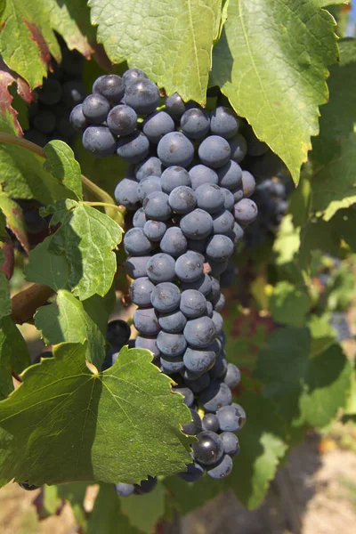 Uvas Vermelhas Maduras Vinha — Fotografia de Stock
