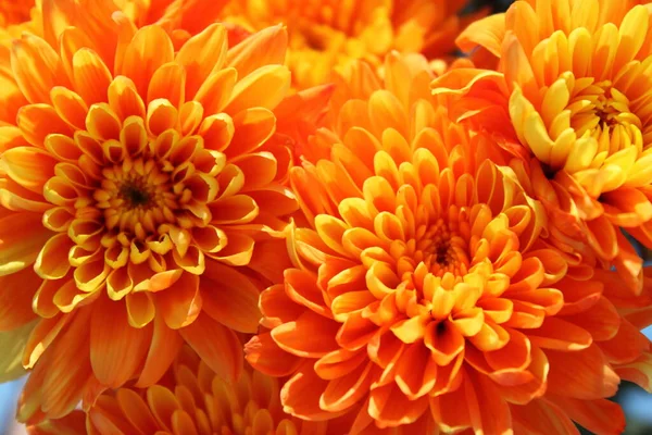 Orange Krysantemum Blommor Bakgrund — Stockfoto