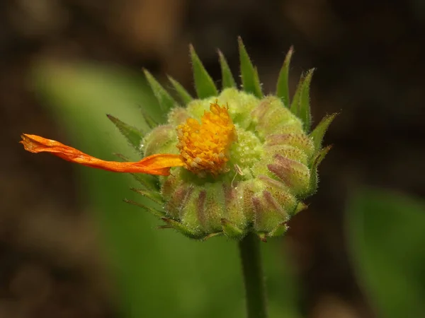 Makro Ein Letztes Blütenblatt Einer Ringelblume Auch Ringelblume Genannt — Stockfoto