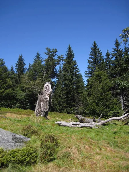 ベイラーヴァルトのシャフトの木 — ストック写真