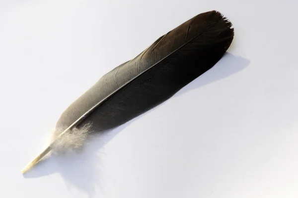 Feather Madártoll Háttér — Stock Fotó