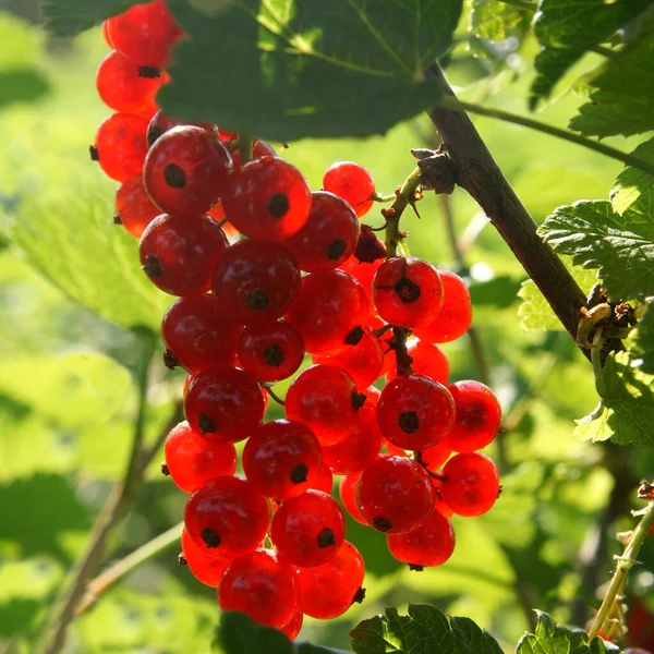 Grosella Roja Arbusto — Foto de Stock