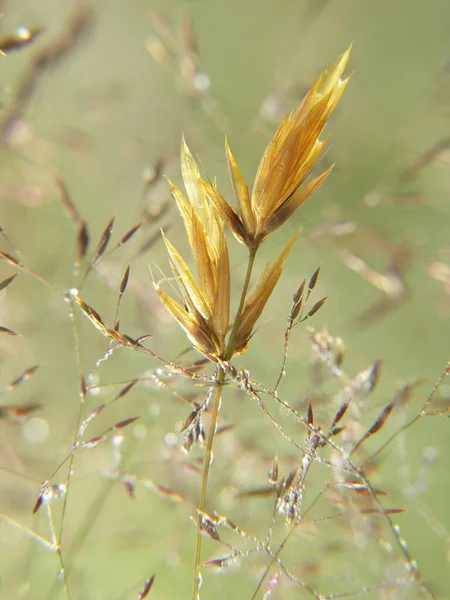 Närbild Ett Gräs Fältet — Stockfoto