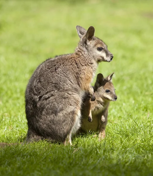 Een Kangoeroe Een Groen Gras Achterin Een Dierentuin — Stockfoto