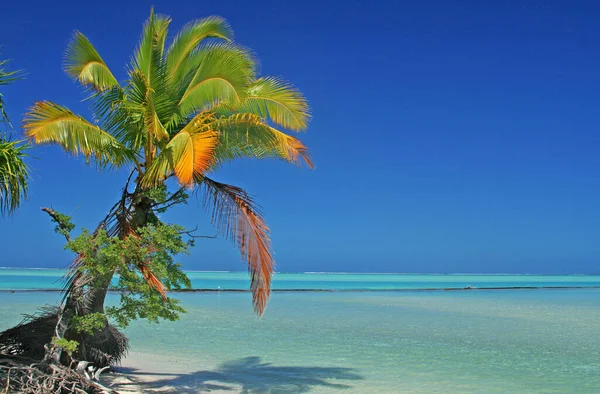 ヤシの木と青い空を持つ熱帯ビーチ — ストック写真