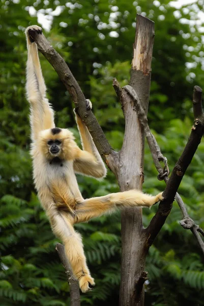 Mono Árbol — Foto de Stock