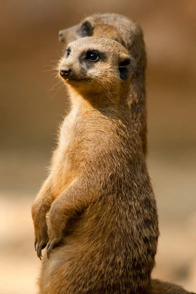 Meerkat Животное Поверхностный Маленький Мангуст — стоковое фото
