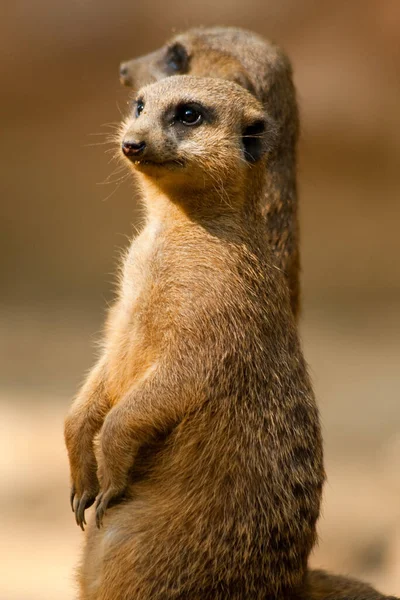 Meerkat Zwierzę Suricate Mały Mangusta — Zdjęcie stockowe