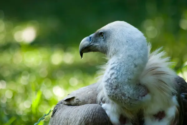 Vogels Spotten Schattige Vogel Wilde Natuur — Stockfoto