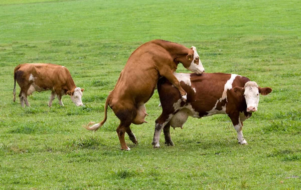 Ajuda Inicial Apenas Uma Lésbica — Fotografia de Stock