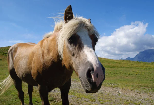 Кінь Гірському Лузі — стокове фото