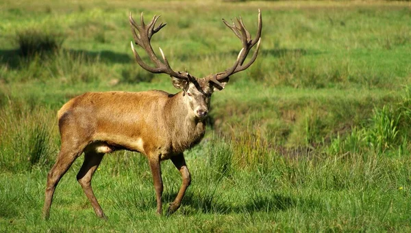 Herten Fauna Van Natuur — Stockfoto