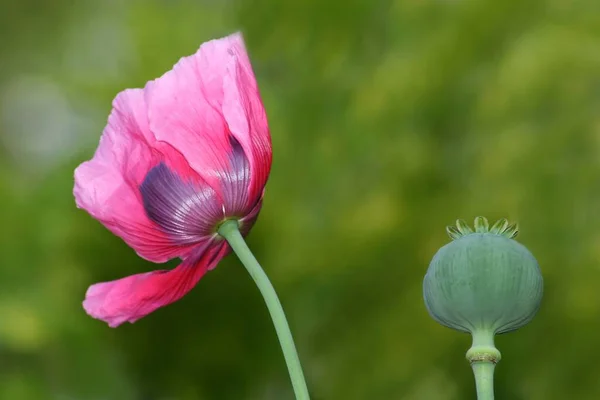 Flor Papoula Vermelha Prado — Fotografia de Stock