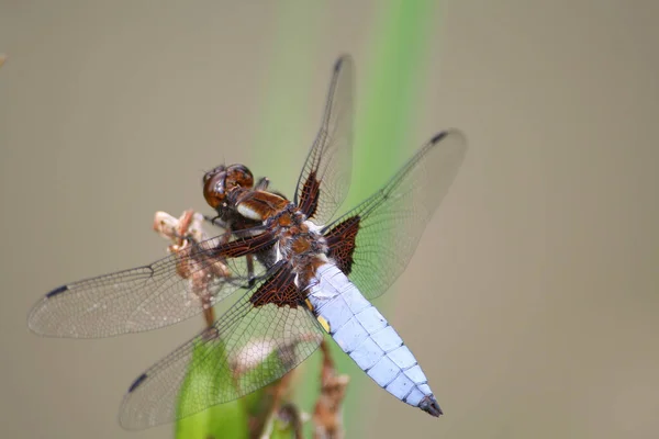 Insetto Libellula Odonata Fauna — Foto Stock