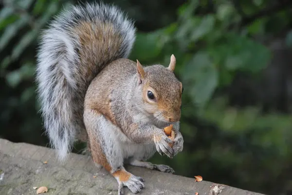 Squirrel Animal Funny Rodent — Stock Photo, Image