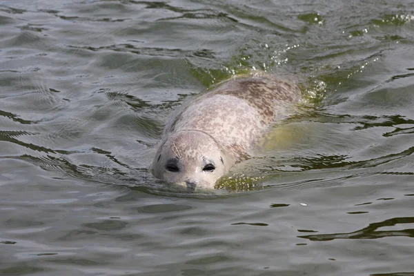 アザラシ 海洋哺乳動物 — ストック写真