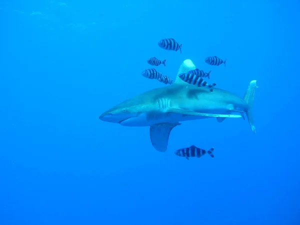 Whitetip High Sea Shark — Stock Photo, Image