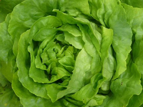 Feuilles Laitue Verte Feuilles Salade — Photo