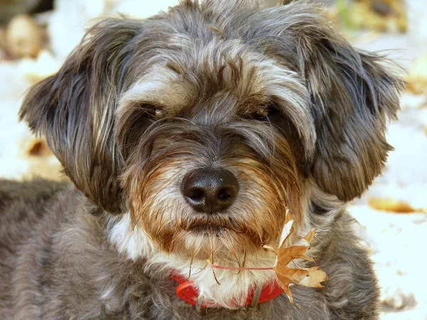 Portrait Cute Dog — Stock Photo, Image