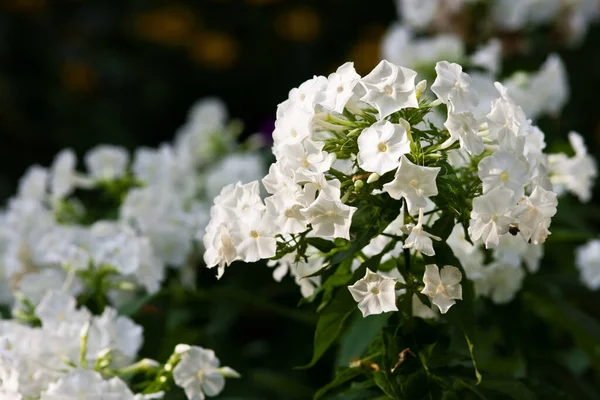 Flox Bianco Fiore Fiamma — Foto Stock