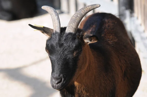 Close Van Een Geit Boerderij — Stockfoto