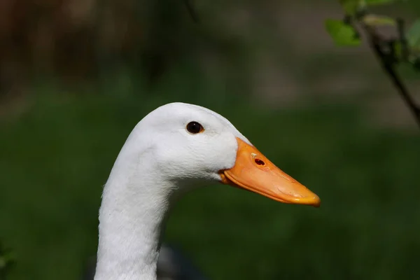 Festői Kilátás Gyönyörű Madár Természetben — Stock Fotó