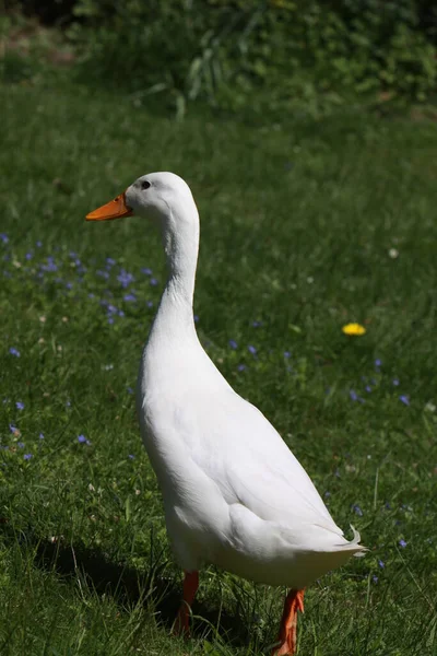 Blick Auf Schöne Vögel Der Natur — Stockfoto