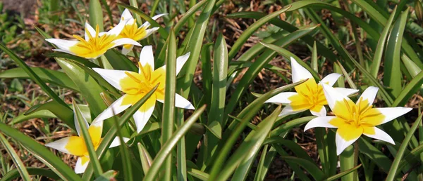 Vue Panoramique Belles Fleurs Tulipes — Photo