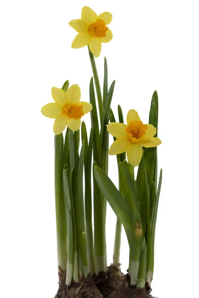 Osterglocken Narzissen Frühling — Stockfoto