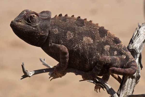 Chameleon Animal Tropical Lizard — Stock Photo, Image