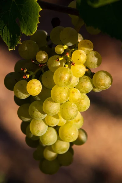 Uvas Que Crescem Vinha — Fotografia de Stock