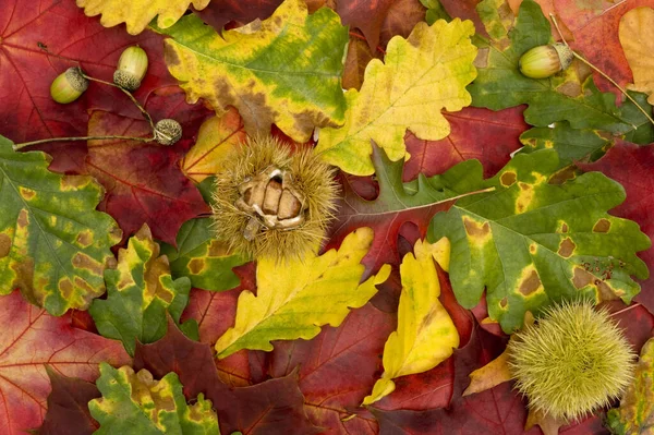 Autumn Leaves Fall Season Flora — Stock Photo, Image