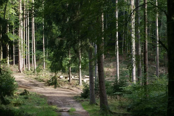 Prachtig Bos Natuur Achtergrond — Stockfoto